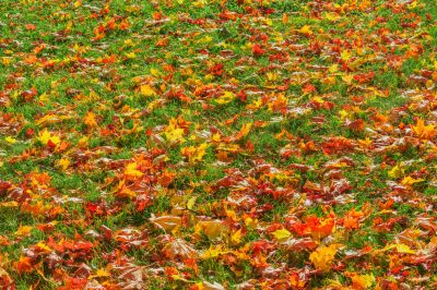 Clear Lawn with Autumn Leaves