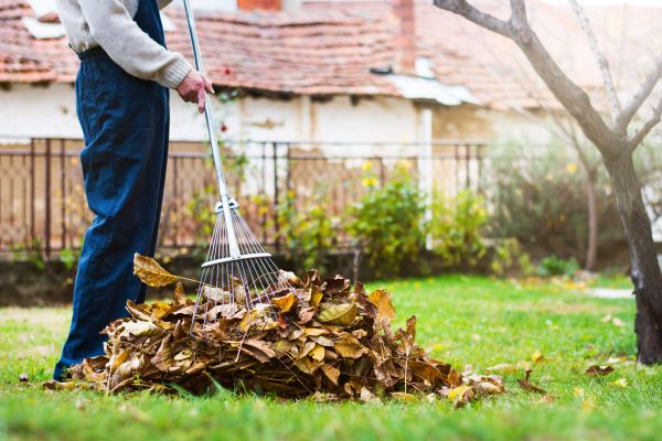 Yard Leaf Clearing
