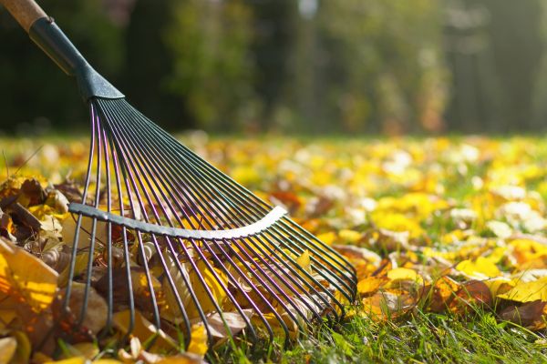 Fall Yard Clean Up