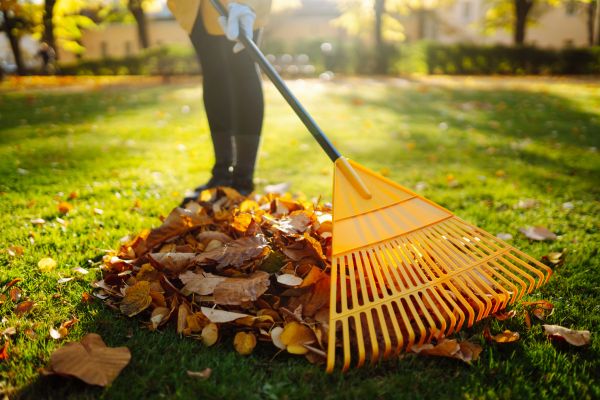 Yard Leaf Disposal