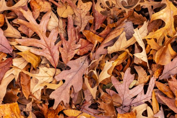 Grow your Fall Leaf Clean Up Service business